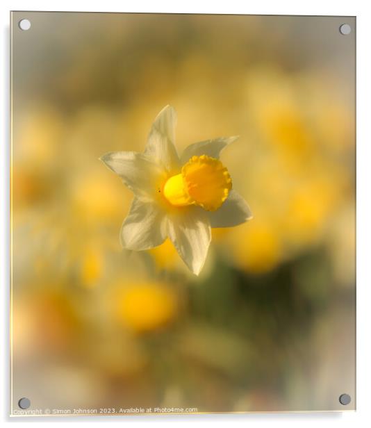 A close up of a daffodil  Acrylic by Simon Johnson