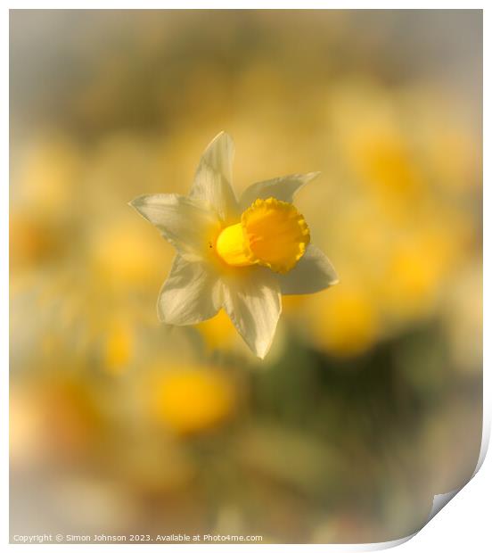 A close up of a daffodil  Print by Simon Johnson