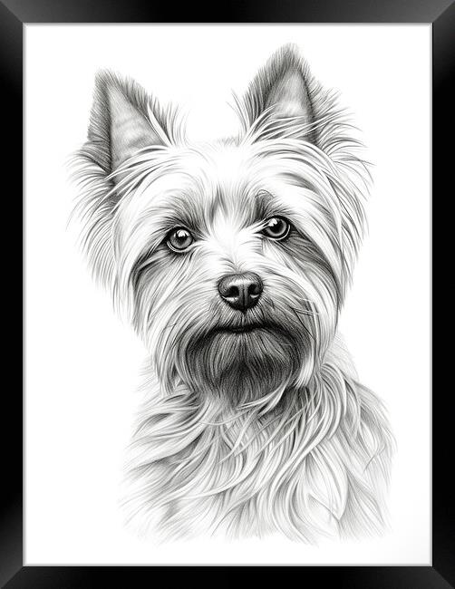 Australian Silky Terrier Pencil Drawing Framed Print by K9 Art