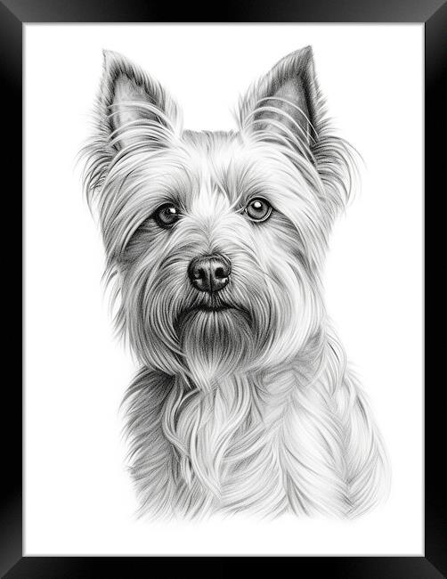 Australian Silky Terrier Pencil Drawing Framed Print by K9 Art