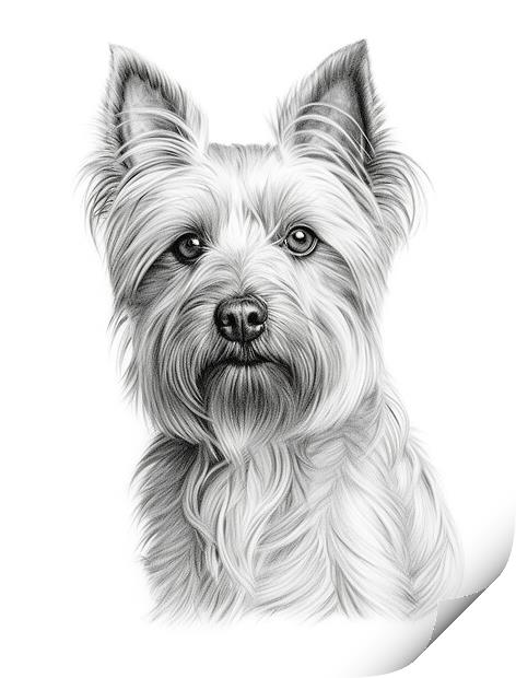 Australian Silky Terrier Pencil Drawing Print by K9 Art
