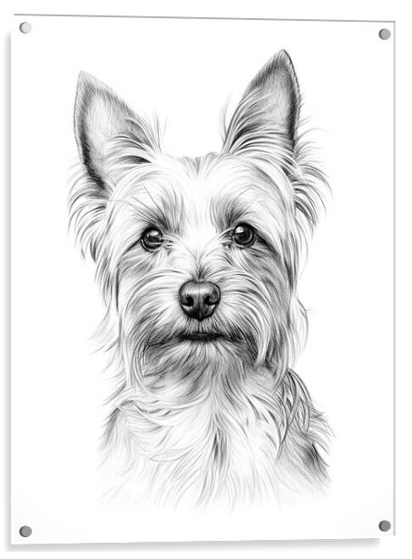Australian Silky Terrier Pencil Drawing Acrylic by K9 Art