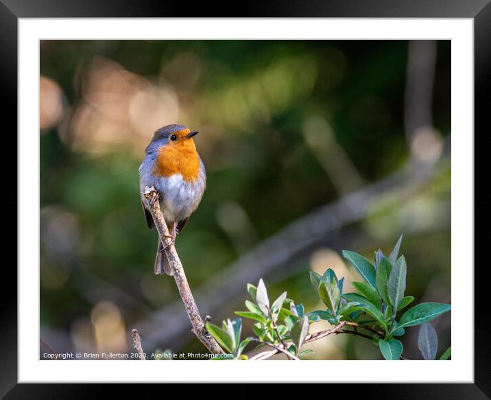 Robin Framed Mounted Print by Brian Fullerton