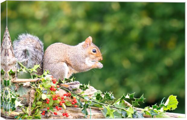 Grey Squirrel eating red berries Canvas Print by kathy white