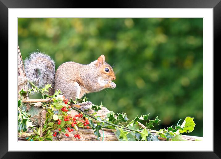 Grey Squirrel eating red berries Framed Mounted Print by kathy white
