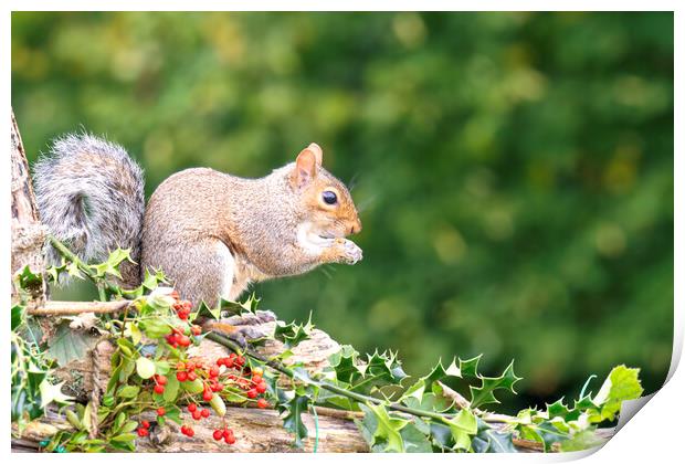 Grey Squirrel eating red berries Print by kathy white