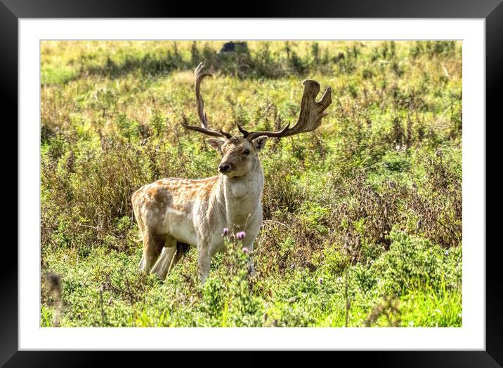 Deer Stag 1 Framed Mounted Print by Helkoryo Photography