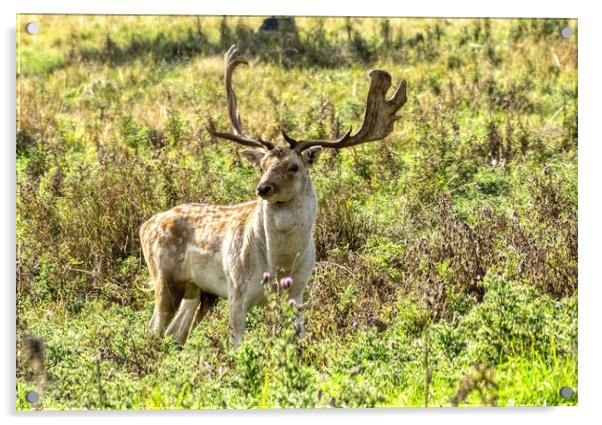 Deer Stag 1 Acrylic by Helkoryo Photography