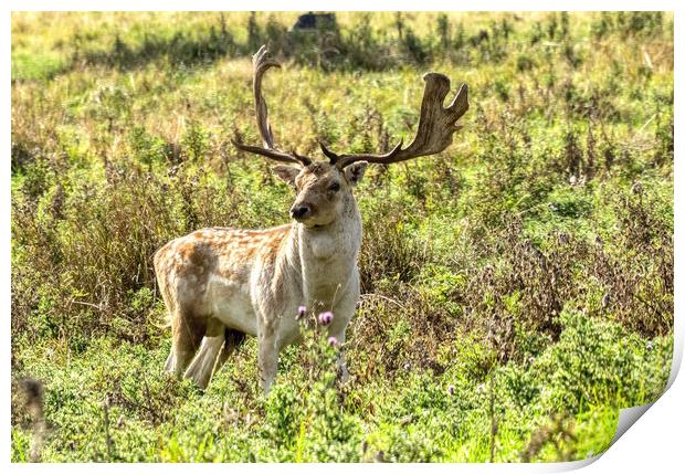 Deer Stag 1 Print by Helkoryo Photography