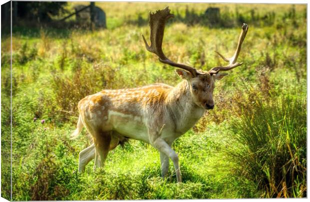 Dreamy Deer Stag Canvas Print by Helkoryo Photography