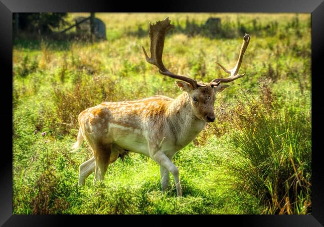 Dreamy Deer Stag Framed Print by Helkoryo Photography