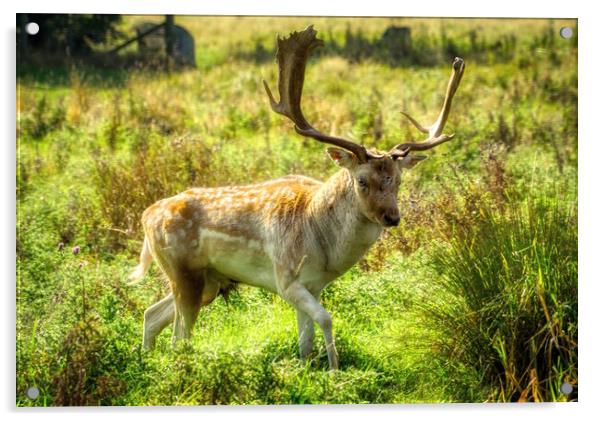 Dreamy Deer Stag Acrylic by Helkoryo Photography