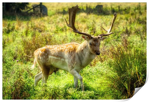 Dreamy Deer Stag Print by Helkoryo Photography