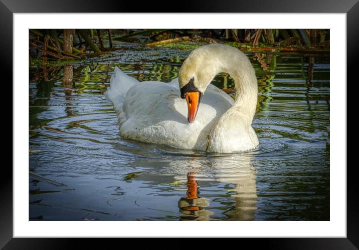 Is that me Framed Mounted Print by Helkoryo Photography
