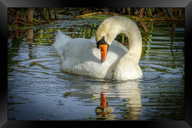 Is that me Framed Print by Helkoryo Photography