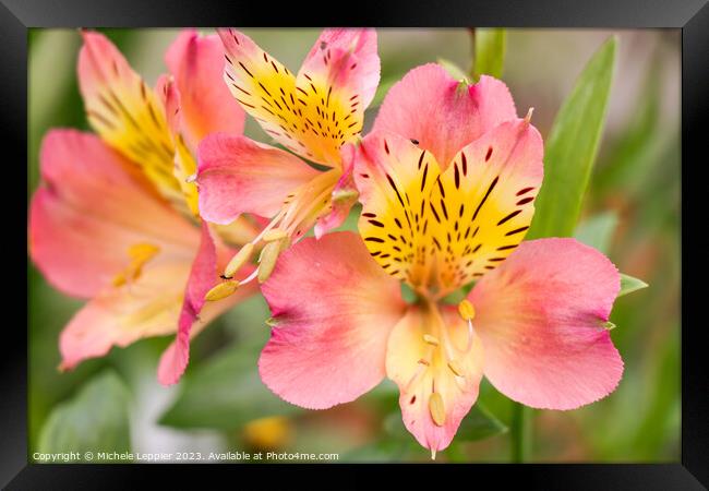 Peruvian Lily Flower Framed Print by Michele Leppier