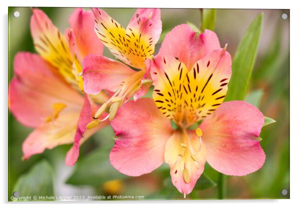 Peruvian Lily Flower Acrylic by Michele Leppier
