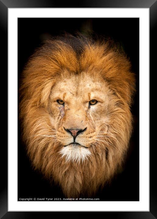 Majestic Lion portrait Framed Mounted Print by David Tyrer