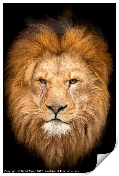 Majestic Lion portrait Print by David Tyrer