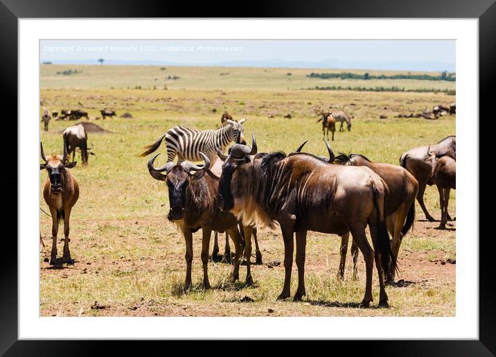Wildebeest and Zebra on the Great Migration Framed Mounted Print by Howard Kennedy