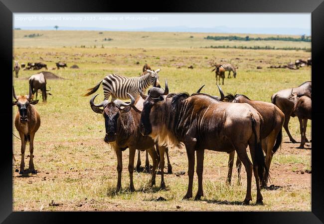 Wildebeest and Zebra on the Great Migration Framed Print by Howard Kennedy