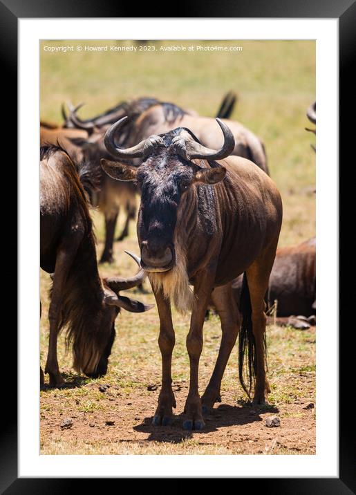 Wildebeest (Gnu) Framed Mounted Print by Howard Kennedy