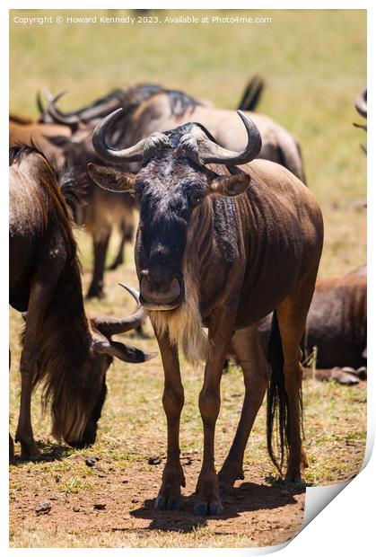 Wildebeest (Gnu) Print by Howard Kennedy