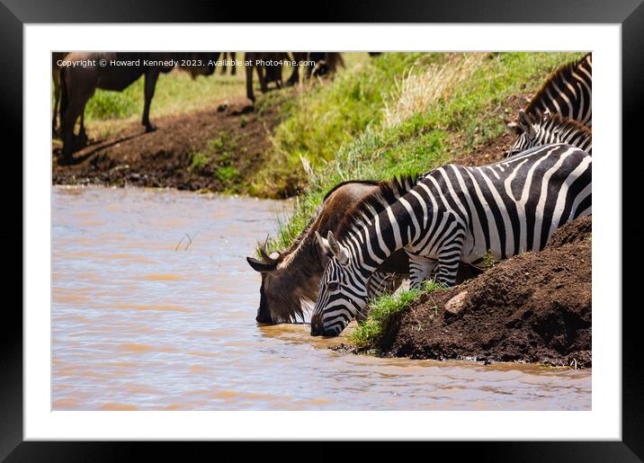 Wildebeest and Zebra at waterhole Framed Mounted Print by Howard Kennedy