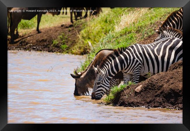 Wildebeest and Zebra at waterhole Framed Print by Howard Kennedy