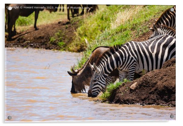 Wildebeest and Zebra at waterhole Acrylic by Howard Kennedy