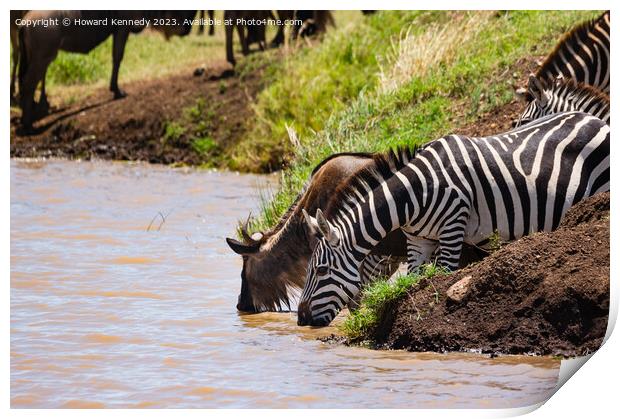 Wildebeest and Zebra at waterhole Print by Howard Kennedy