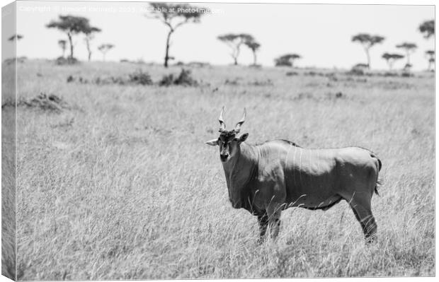 Eland in the Masai Mara in black and white Canvas Print by Howard Kennedy