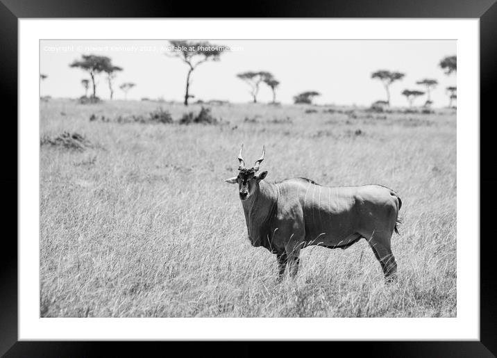 Eland in the Masai Mara in black and white Framed Mounted Print by Howard Kennedy