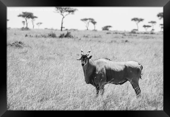 Eland in the Masai Mara in black and white Framed Print by Howard Kennedy