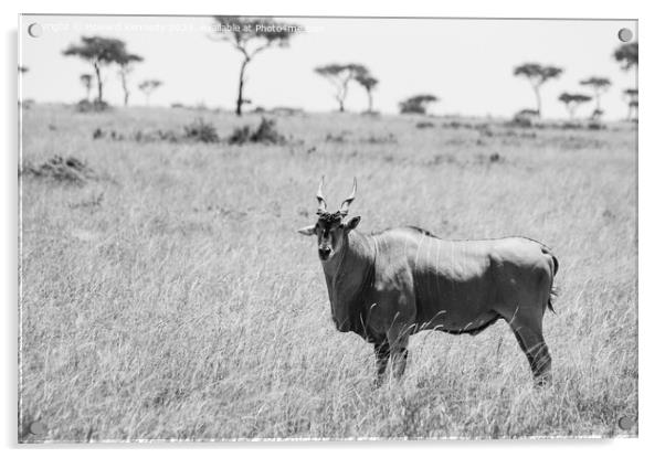 Eland in the Masai Mara in black and white Acrylic by Howard Kennedy