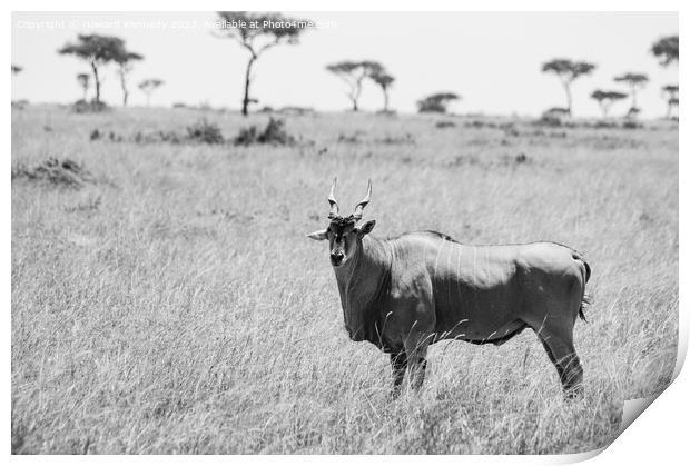 Eland in the Masai Mara in black and white Print by Howard Kennedy