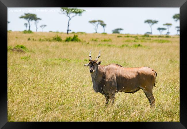 Eland in the Masai Mara Framed Print by Howard Kennedy