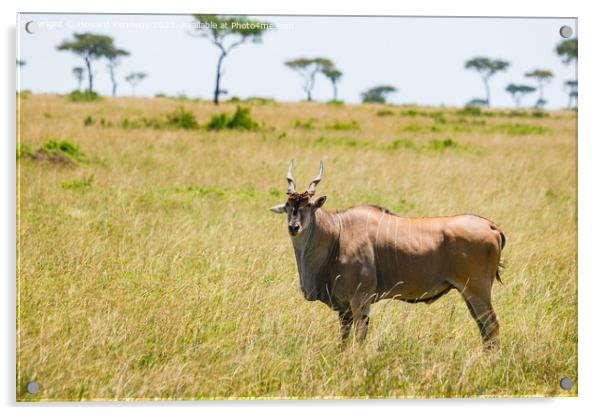 Eland in the Masai Mara Acrylic by Howard Kennedy