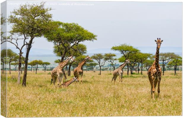 Tower of Giraffe in the Mara Triangle Canvas Print by Howard Kennedy