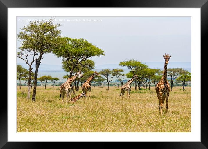 Tower of Giraffe in the Mara Triangle Framed Mounted Print by Howard Kennedy