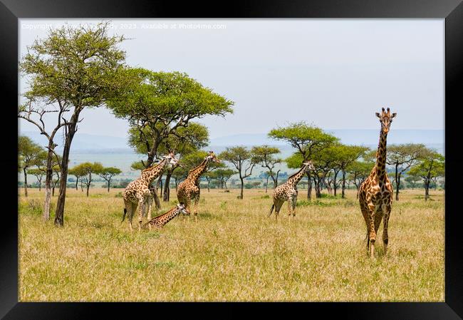 Tower of Giraffe in the Mara Triangle Framed Print by Howard Kennedy