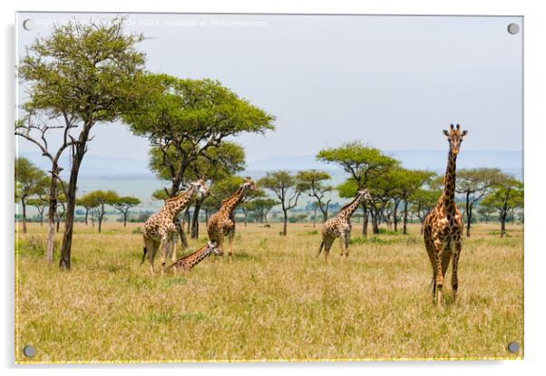 Tower of Giraffe in the Mara Triangle Acrylic by Howard Kennedy