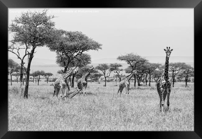 Tower of Giraffe in the Mara Triangle in black and white Framed Print by Howard Kennedy