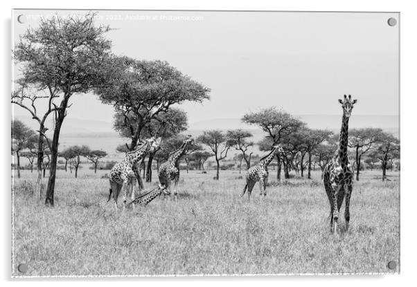 Tower of Giraffe in the Mara Triangle in black and white Acrylic by Howard Kennedy