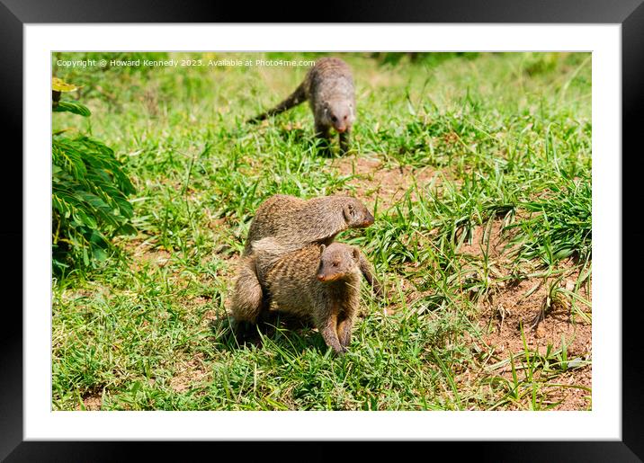 Mating Banded Mongoose Framed Mounted Print by Howard Kennedy