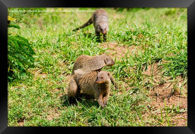 Mating Banded Mongoose Framed Print by Howard Kennedy