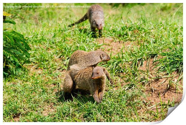 Mating Banded Mongoose Print by Howard Kennedy