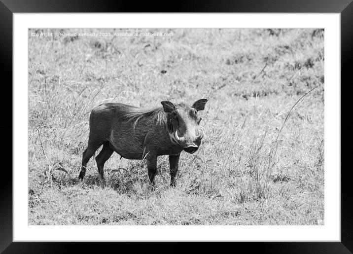 Warthog female in black and white Framed Mounted Print by Howard Kennedy