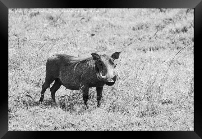 Warthog female in black and white Framed Print by Howard Kennedy