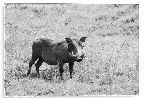 Warthog female in black and white Acrylic by Howard Kennedy
